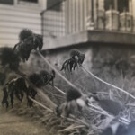 Flowers - 35mm film b&w film